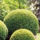 Buxus Sempervirens Topiary C15